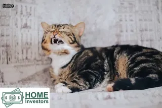 can you hear termites chewing