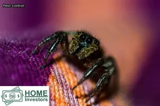 how do termites get into your home